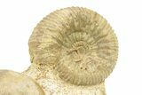 Jurassic Ammonite (Parkinsonia & Hectioceras) Cluster - England #279310-2